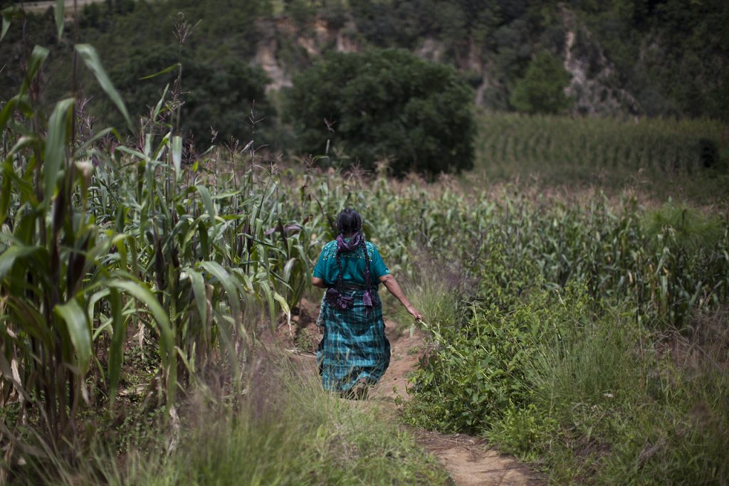 La comadrona Carolina Cabnal recorre kilómetros en las montañas de Tamahú, Alta Verapaz, para asistir a mujeres y niños. Foto: Sandra Sebastián