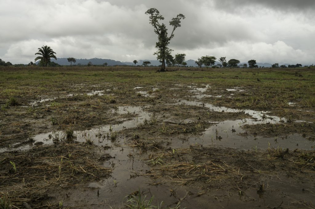 Un árbol selvático resalta entre los campos de maíz arrasados por las tormentas en Ixcán. Foto: Oliver de Ros