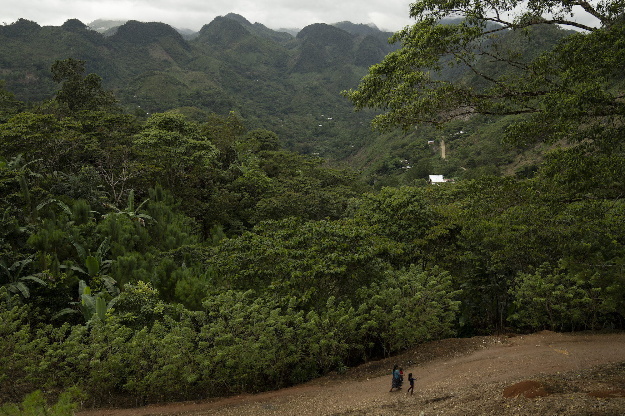 Campur, en San Pedro Carchá, Alta Verapaz, se caracteriza por la fertilidad de su tierra y su humedad. Foto: Oliver de Ros.