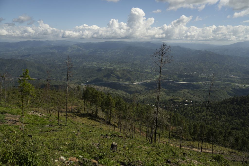 Con el incedio de Zacapa se evidenció que el bosque de toda la zona está debilitado. Foto: Oliver de Ros.