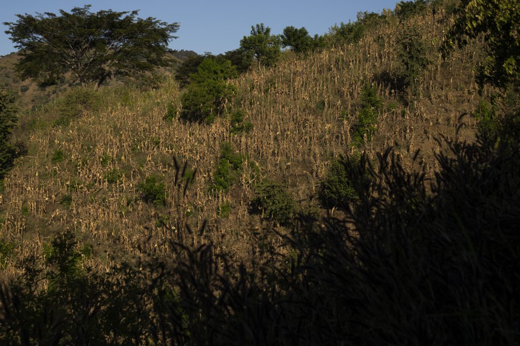 Cultivos de maíz arruinados en la aldea Lomas de San Juan, en Cabañas, Zacapa. Foto: Oliver de Ros.