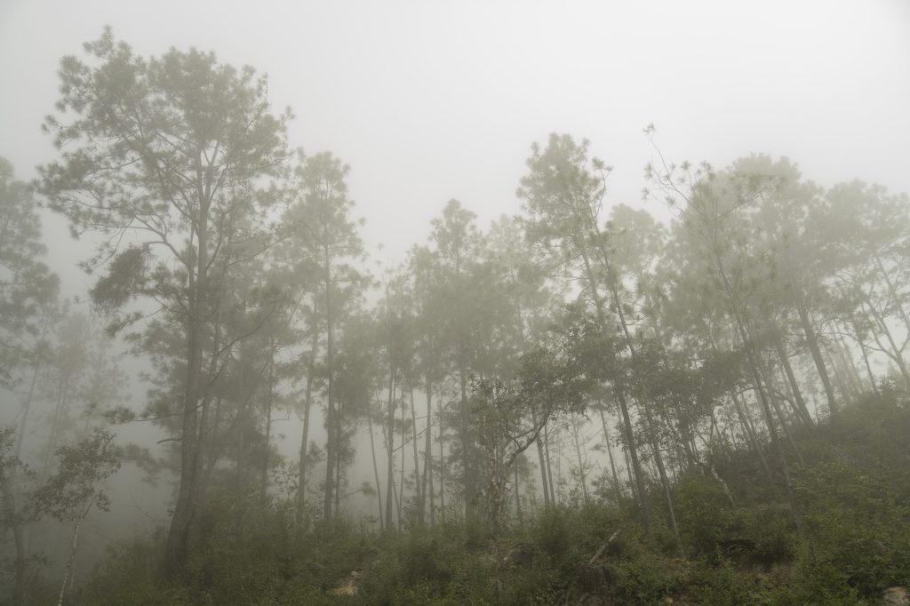 Los árboles muertos y enfermos en este bosque de Zacapa continúan de pie.  Foto:  Oliver de Ros.