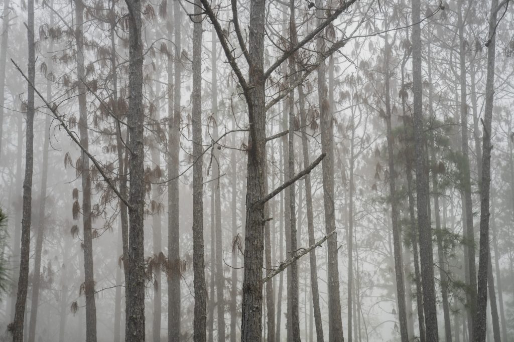 Tras el paso de los gorgojos lo que queda es un bosque espectral en Zacapa. Foto; Oliver de Ros.