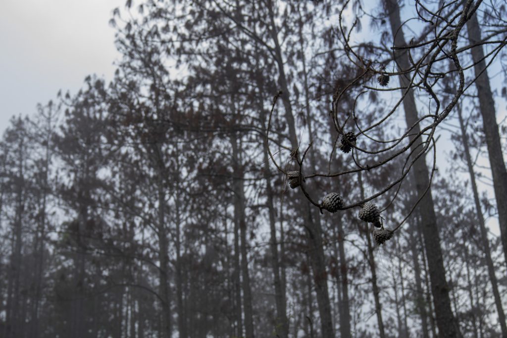 Después del incendio, los pinos de la sierra de las minas se vieron afectados por una plaga de gorgojo. Foto: Oliver de Ros.