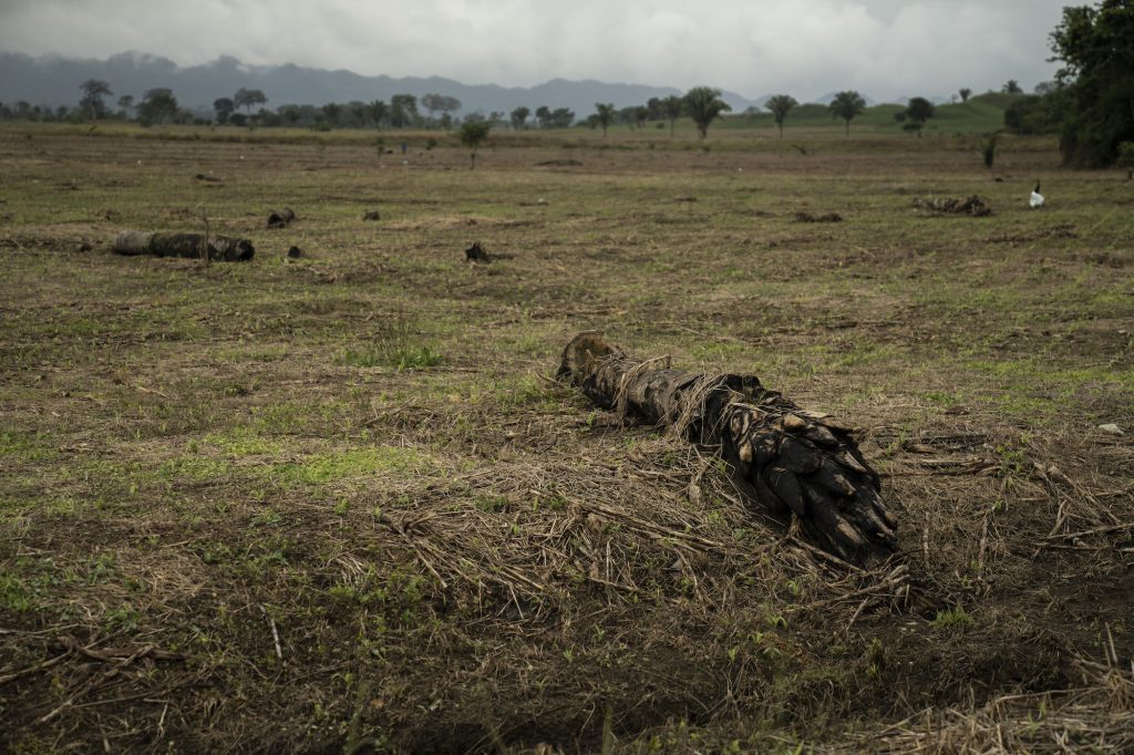 tronco de palmera tirado en campos de Ixcán deforestados. Foto: Oliver de Ros.