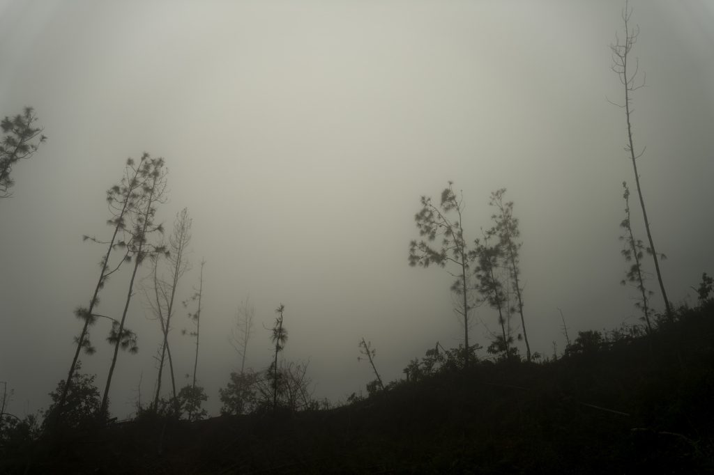 La sierra de las Minas sufrió un grave incendio y todos los árboles quedaron reducidos a cenizas. Foto: Oliver de Ros.