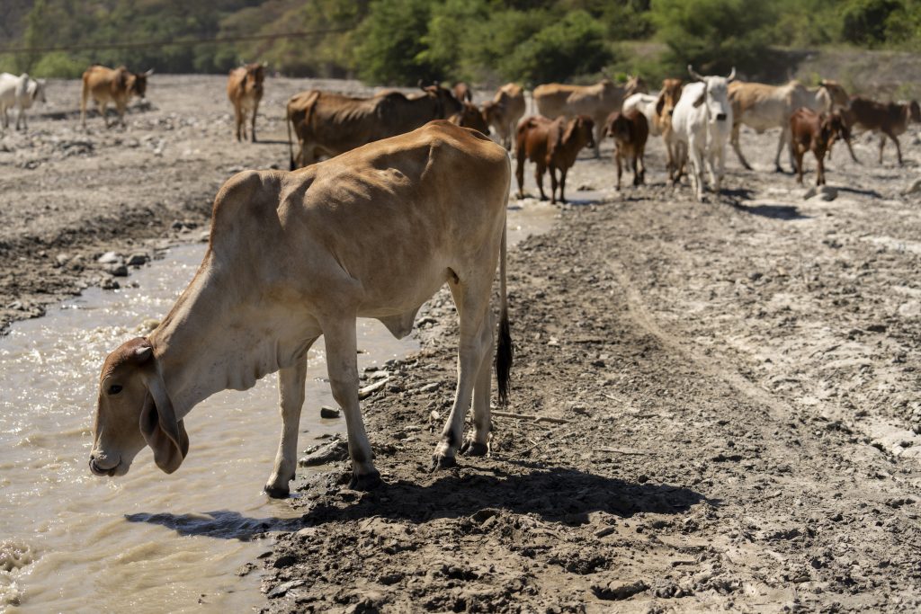 Vacas pasean por río seco en Cabañas, Zacapa. Foto: Oliver de Ros