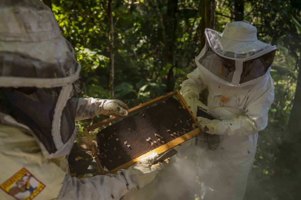 Mostrando un cultivo de abejas en Gualán, Zacapa. Foto: Oliver de Ros.