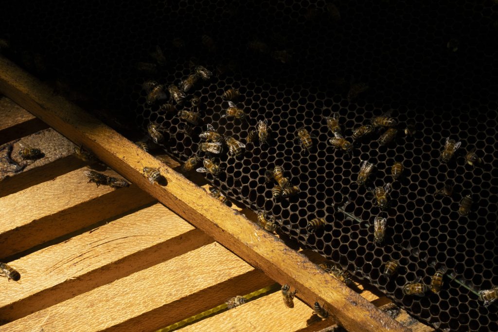 Abejas en un cultivo en la aldea La Bolsa, Gualán, Zacapa, en la zona de adyacencia de la Sierra de las Minas. Foto: Oliver de Ros.