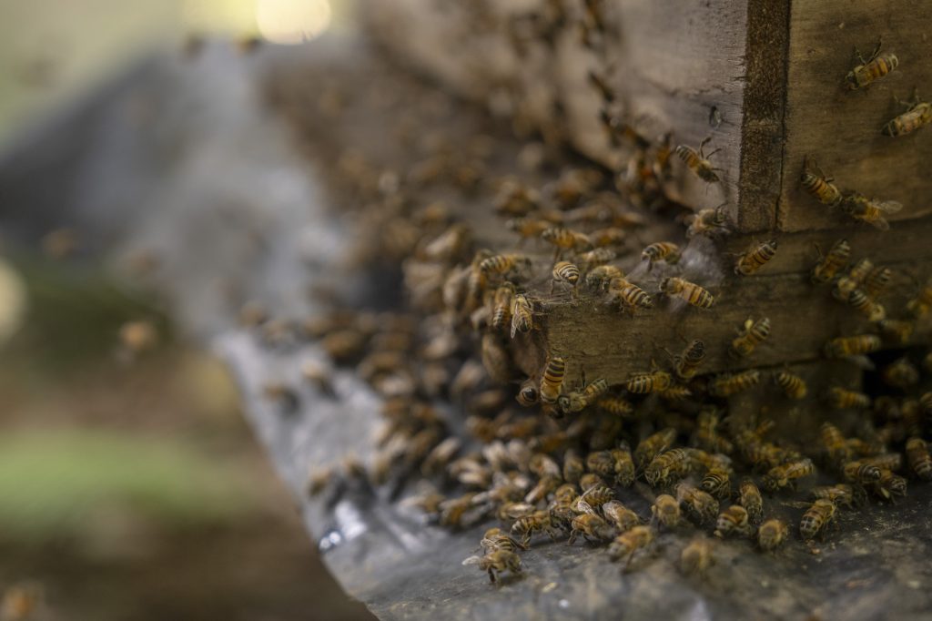 Abejas en la aldea la Bolsa, Gualán, Zacapa. Foto: Oliver de Ros