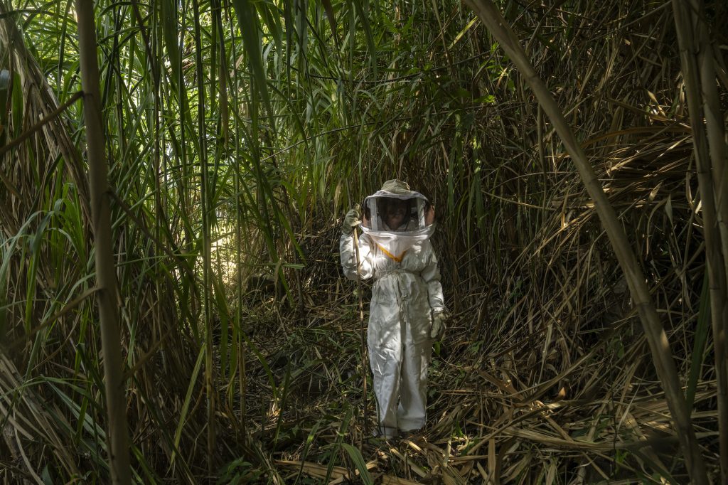 Una persona equipada con el traje para recolectar la miel de las abejas en Gualán, Zacapa. Foto: Oliver de Ros