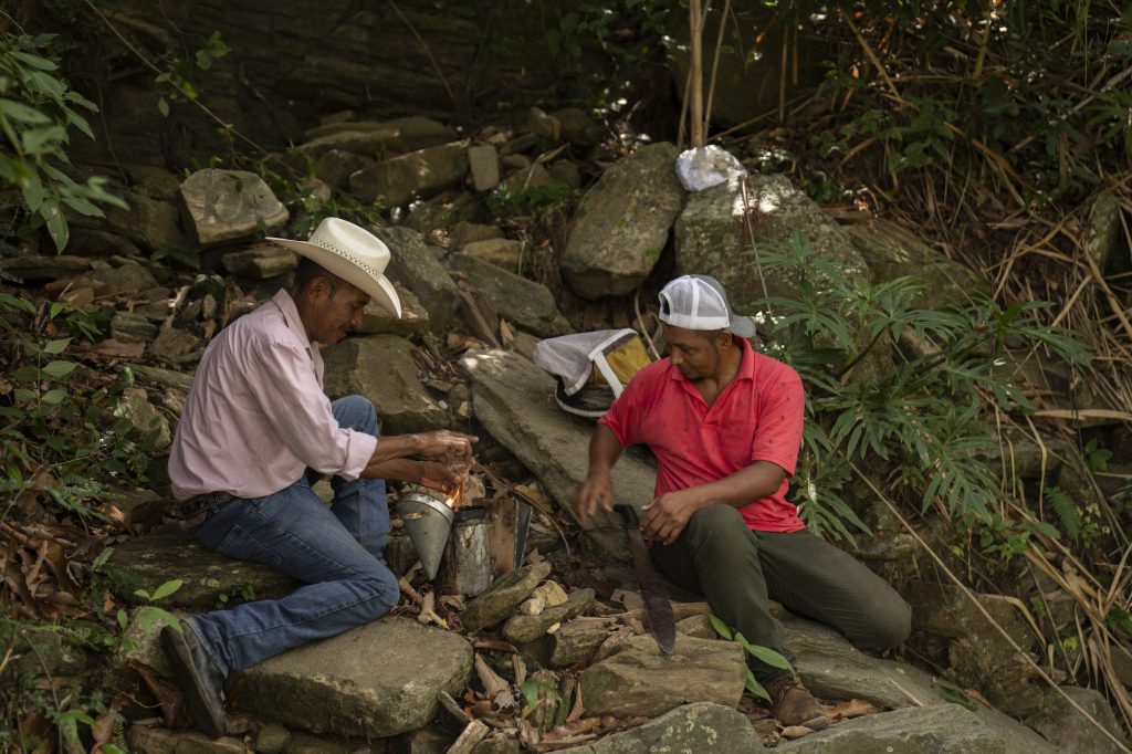 Crisantos, lider de la aldea La Bolsa, contribuye a preparar el humo para adormecer a las abejas. Foto: Oliver de Ros.