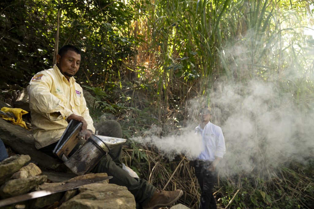 En la aldea La Bolsa, en Gualán, Zacapa, preparan el humo para adormecer a las abejas. Foto: Oliver de Ros.