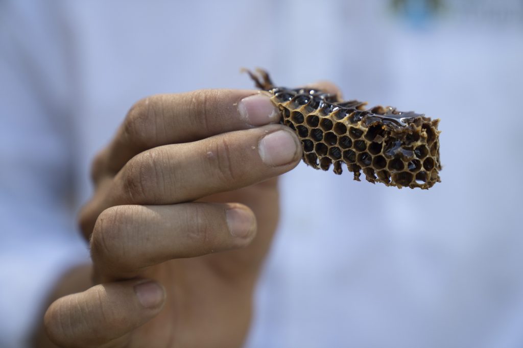 Un panal de abejas con miel. Foto: Oliver de Ros