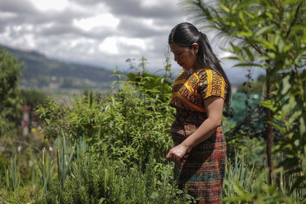 Sanar a través de las plantas