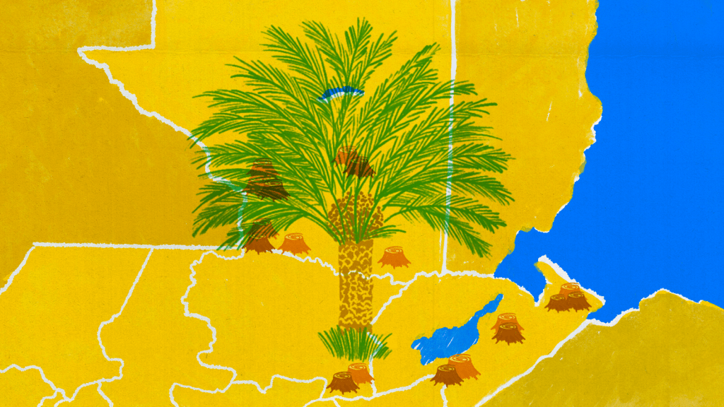 ¿Cuánto bosque perdimos por la palma? Más de lo que los palmeros admiten