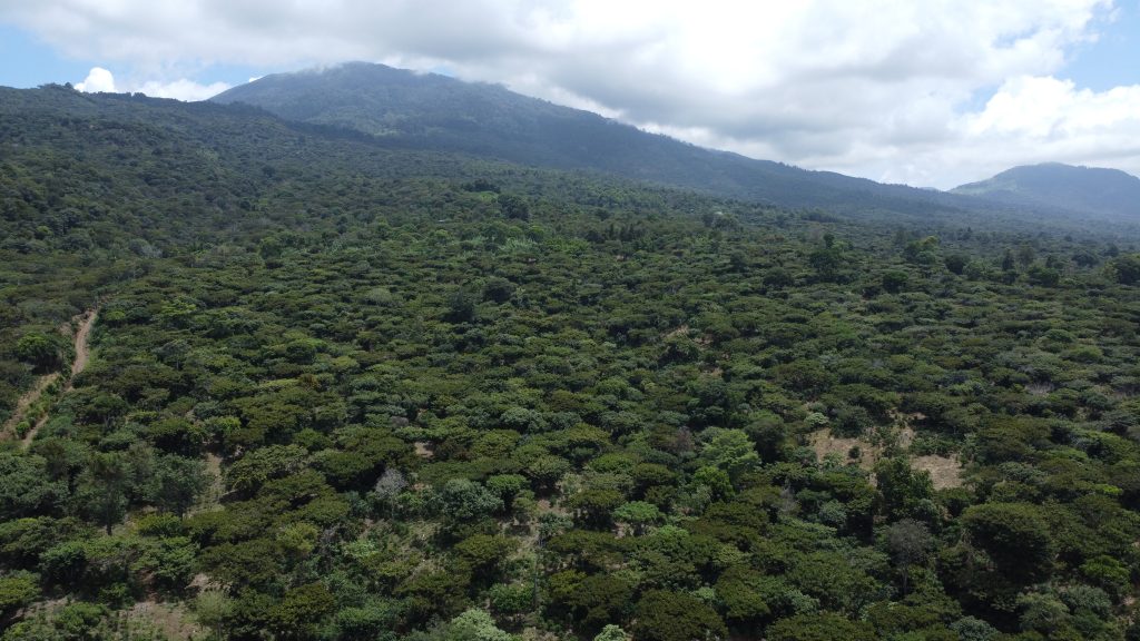 Vista aérea de las tierras vinculadas a Hacienda Dorada y a Santo Tomás Pau, en Santa Ana. Dos sociedades relacionadas con Corporación Logística de Servicios. 