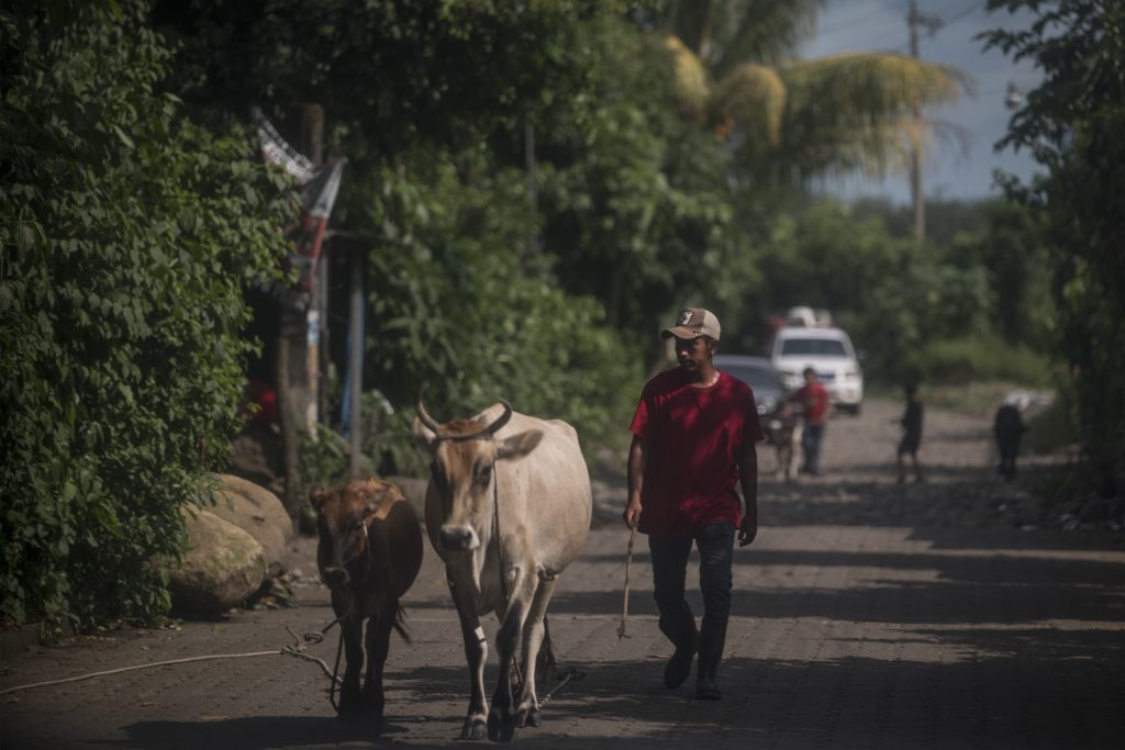 Jóvenes que trabajan con ganado caminan por las calles de San Bernardino, Suchitepéquez, el 29 de agosto de 2024. Foto: Edwin Bercián.