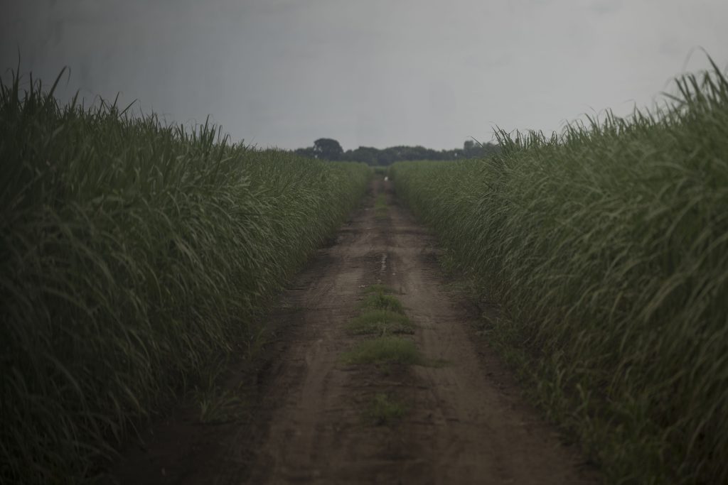 En las plantaciones agroindustriales de la costa sur de Guatemala, la enfermedad de insuficiencia renal es casi una epidemia. Foto; Edwin Bercián.