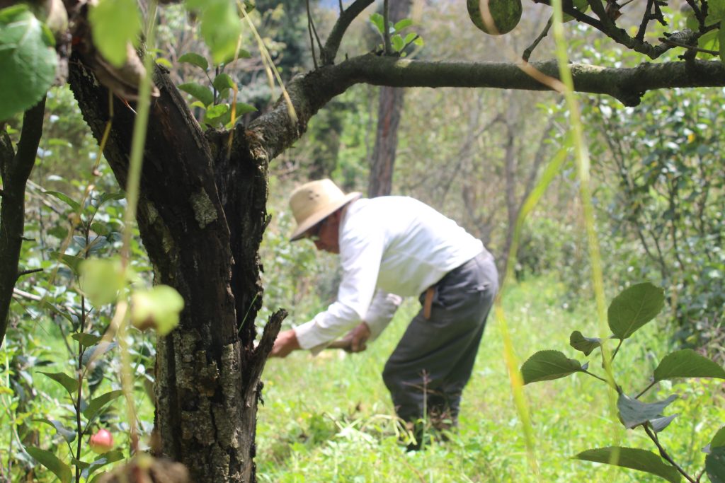 Don Santos comienza labrar la tierra para cultivar en Cantel, Quetzaltenango. Foto: Catarina Huix