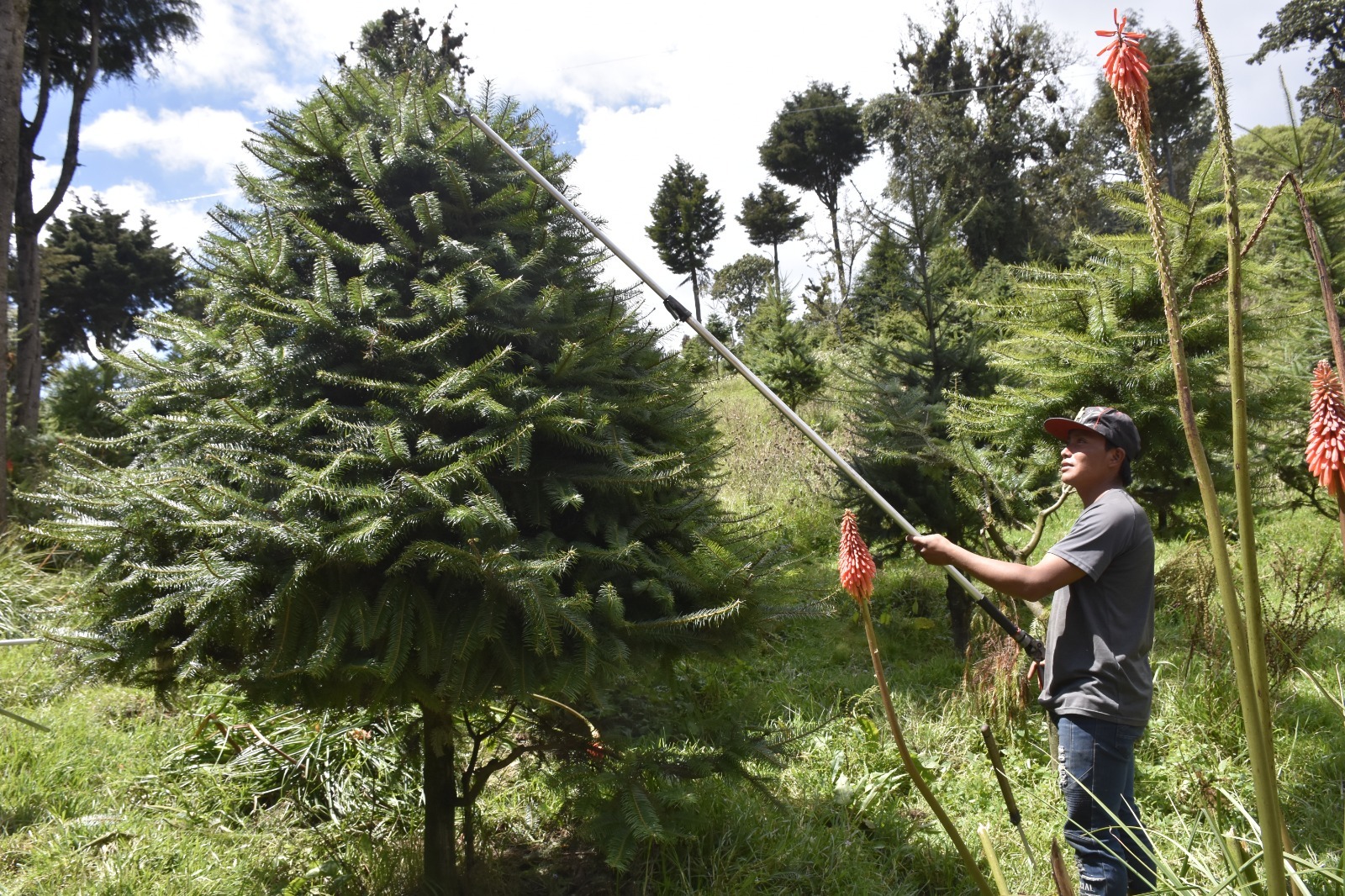 Fotografía: INAB. Plantaciones de pinabete en la Finca El Espinero, Tecpán.