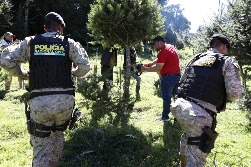 Operativos de DIPRONA 2023: Autoridades verifican pinabetes durante la temporada navideña. Foto: Ministerio de Gobernación