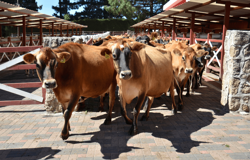 Con 119 votos a favor se aprobó la Ley de Integración del Sector Primario y Agropecuaria. Foto: MAGA