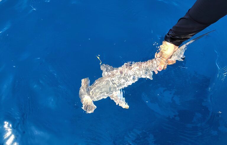 Tiburón martillo común, listo para ser etiquetado. Foto: Julio Sánchez, Fundación Mundo Azul