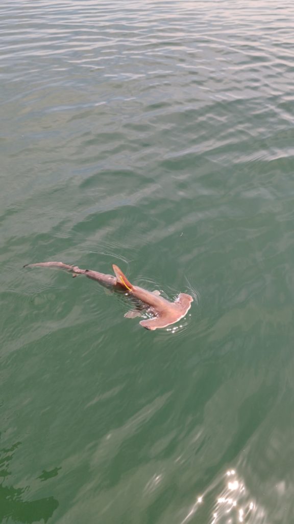 Tiburón martillo en las costas de Guatemala. Foto: Cortesía Fundación Mundo Azul