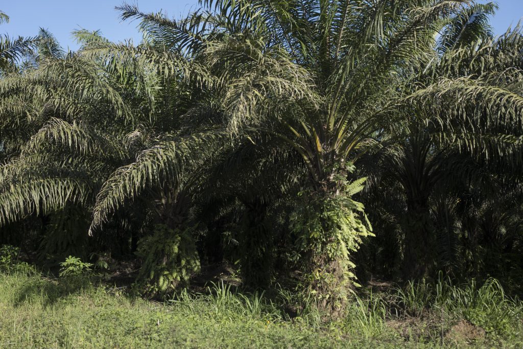 Plantaciones de palma africana en Santa Elena, Sayaxché, Petén