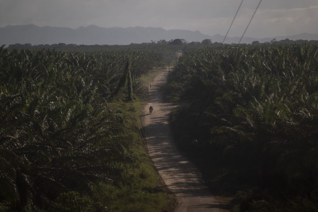 Plantaciones de palma africana de Industrias Chiquibul en Santa Elena Río Salinas, Sayaxché, Petén