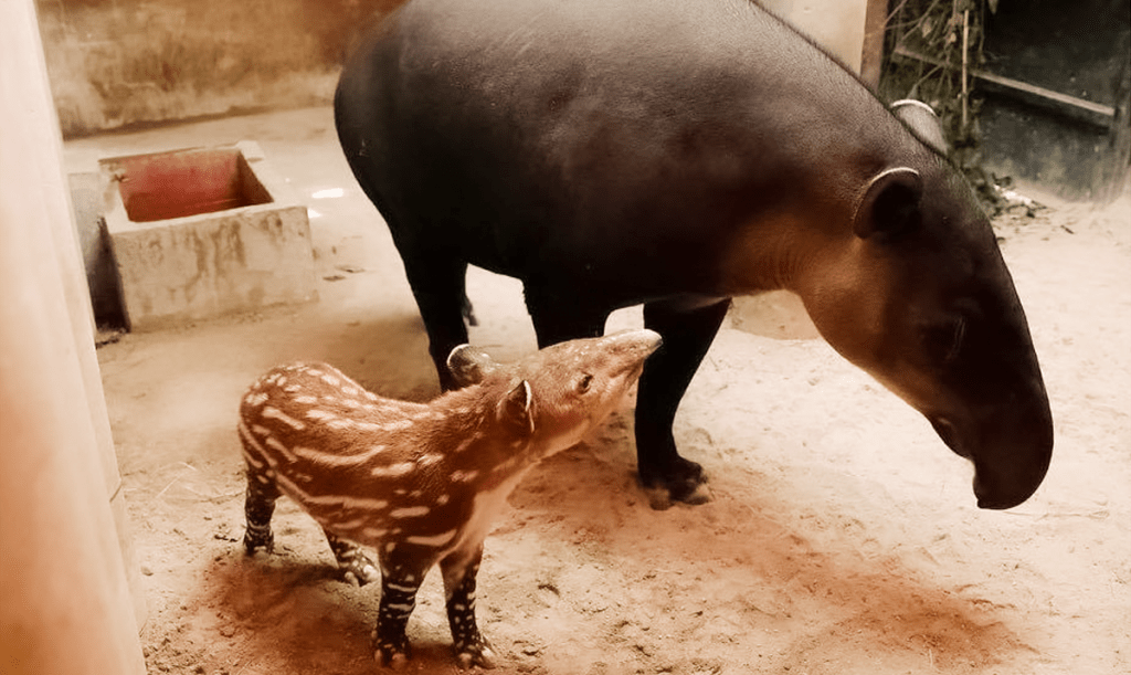 Al tapir se le conoce como «tixl» en idioma maya. En el Zoológico La Aurora protegen esta especie en peligro en desaparecer. Foto: Cortesía Zoológico La Aurora