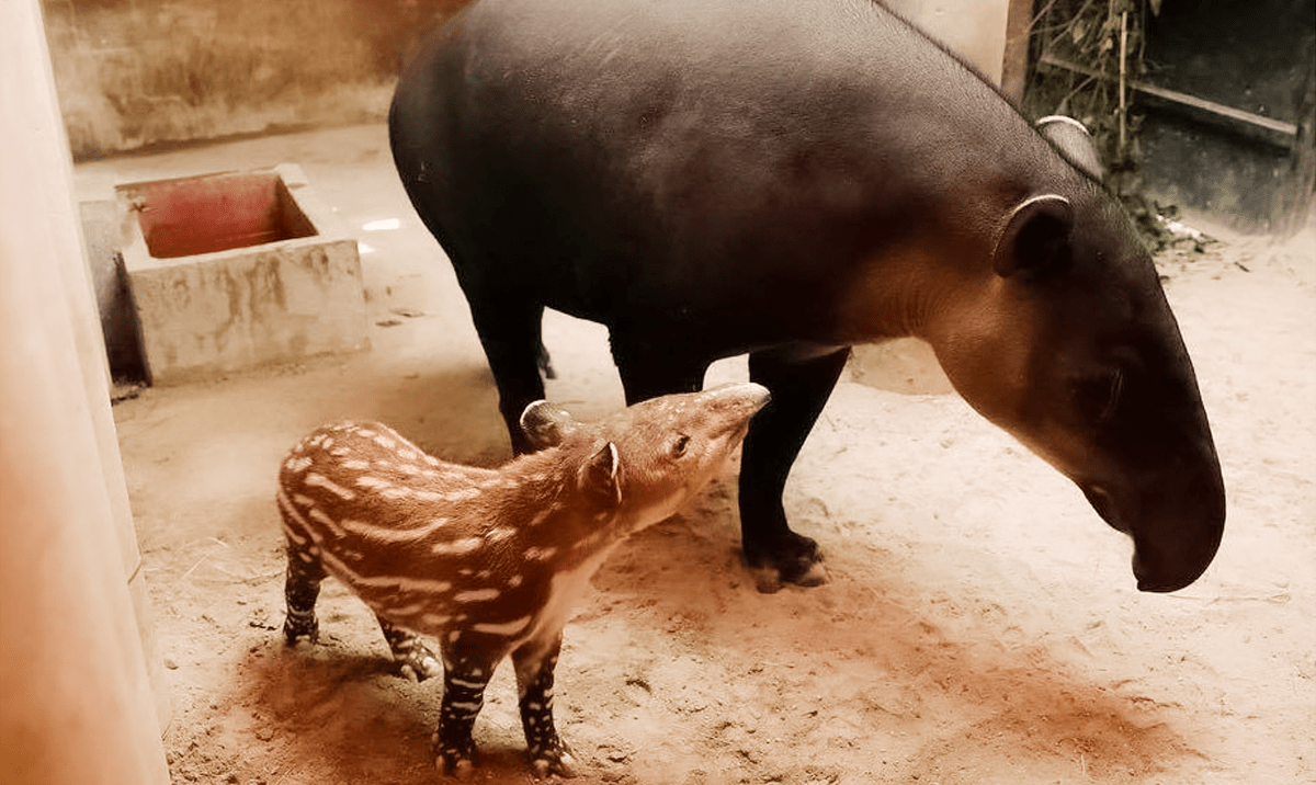 Al tapir se le conoce como «tixl» en idioma maya. En el Zoológico La Aurora protegen esta especie en peligro en desaparecer. Foto: Cortesía Zoológico La Aurora