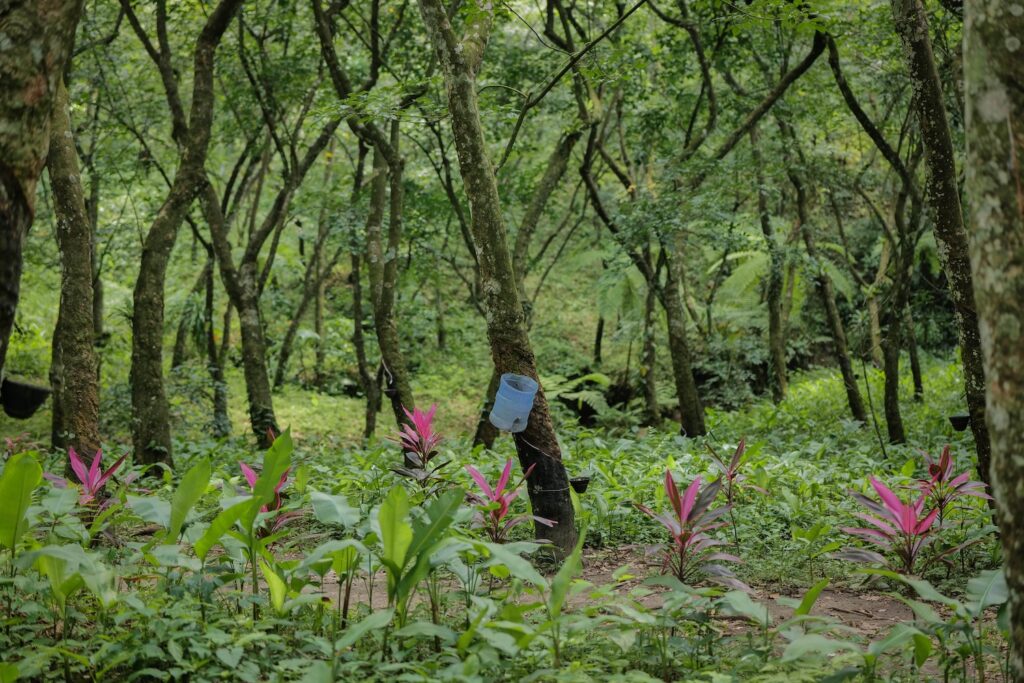 Bosques frondosos de hule se observan en los alrededores de San Miguel Panán en Suchitepéquez. Foto/Edwin Bercián