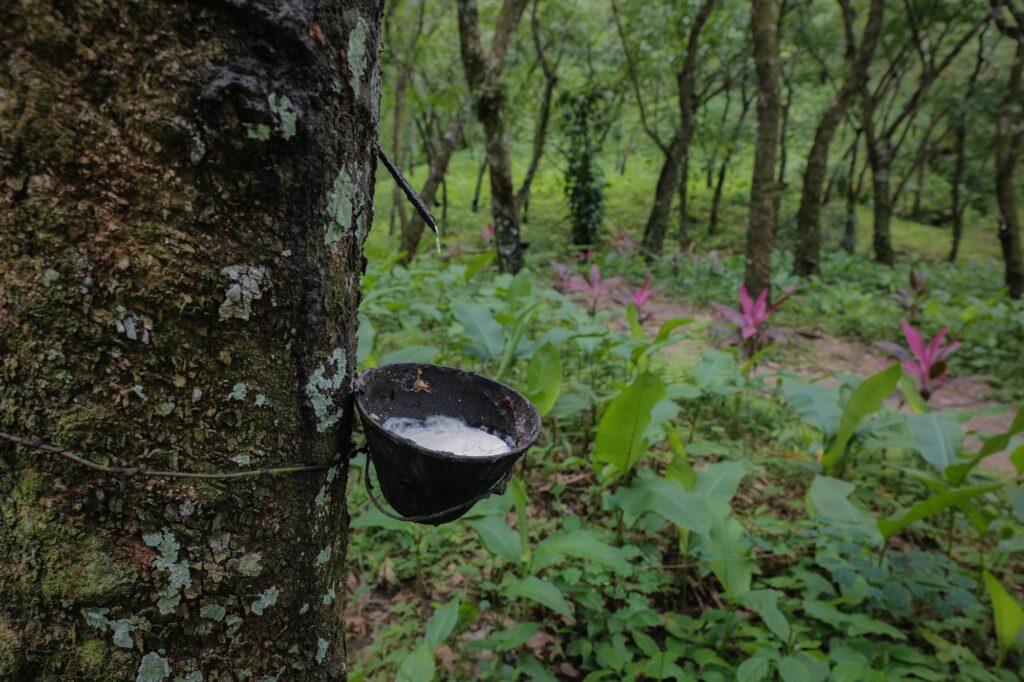 El hule es extraído de cientos de árboles que se encuentran en los bosques de San Miguel Panán, en Suchitepéquez. Foto/Edwin Bercián