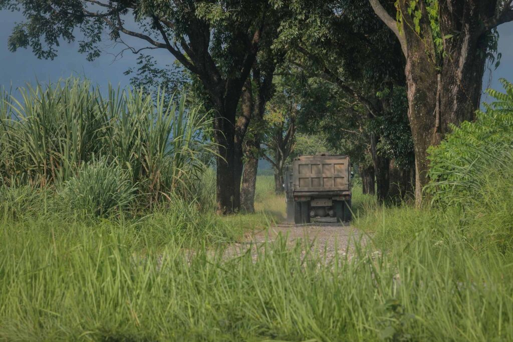 Un camión cañero entra en una de las fincas de caña de azúcar a un costado de la carretera que conduce hacia la costa sur. Foto/Edwin Bercián