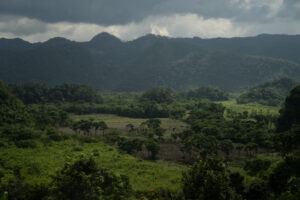 Día internacional de los bosques