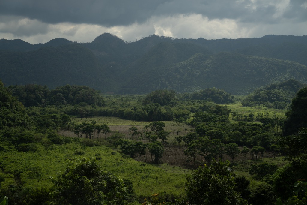 Día internacional de los bosques