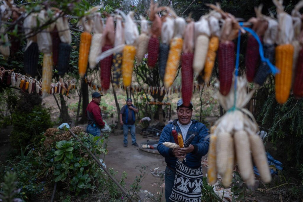Tomas Guit, guía espiritual muestra mazorcas de varios colores en la comunidad de Chaquijyá, Sololá, previo a la bendición de semillas el 6 de marzo de 2026. Foto/Edwin Bercián
