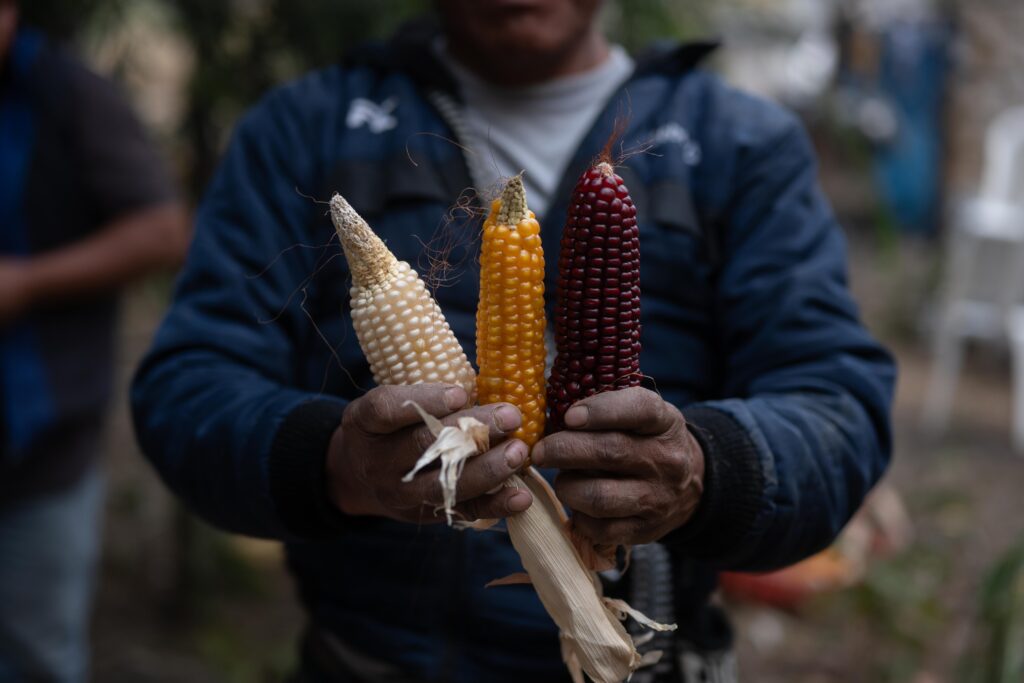 Tomas Guit, guía espiritual muestra mazorcas de varios colores en la comunidad de Chaquijyá, Sololá, previo a la bendición de semillas el 6 de marzo de 2026. Foto/Edwin Bercián