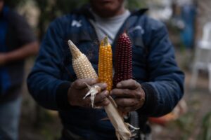 Tomas Guit, guía espiritual muestra mazorcas de varios colores en la comunidad de Chaquijyá, Sololá, previo a la bendición de semillas el 6 de marzo de 2026. Foto/Edwin Bercián