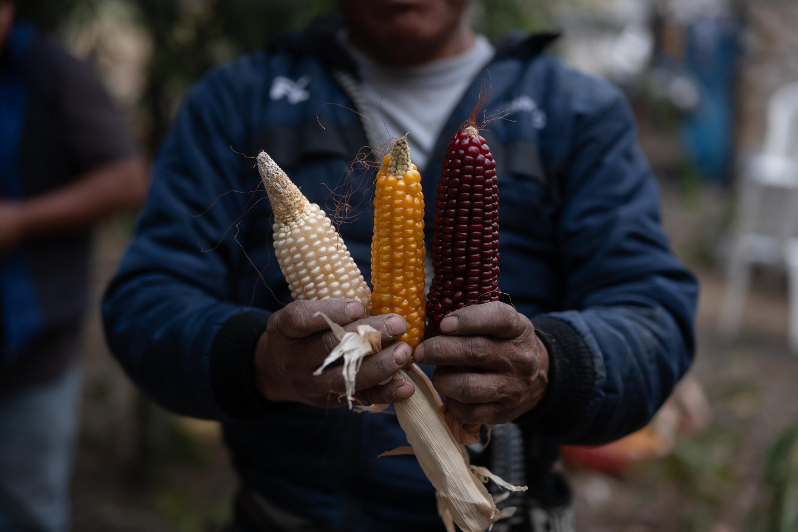 Tomas Guit, guía espiritual muestra mazorcas de varios colores en la comunidad de Chaquijyá, Sololá, previo a la bendición de semillas el 6 de marzo de 2026. Foto/Edwin Bercián